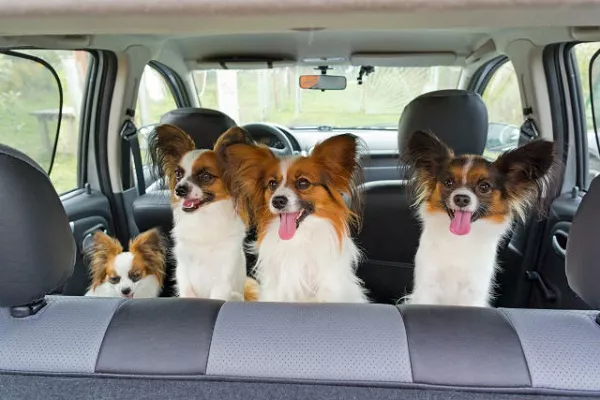 Those of us who have kids with paws do everything we can to pamper them. That includes making sure their ride is as good for them as it is for us. pet friendly car : spacious cabin
