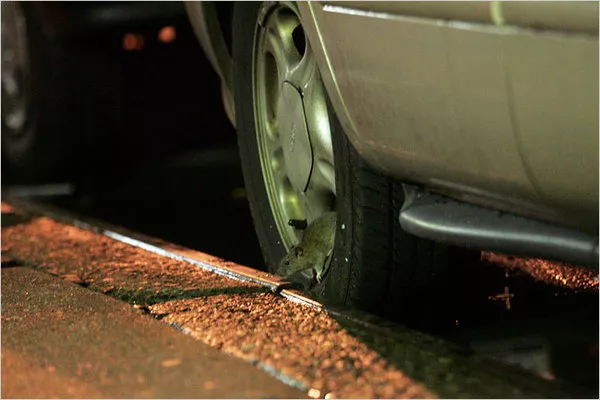rodent in the car tire