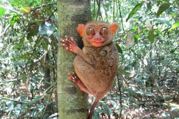 A picture of a Philippine Tarsier.