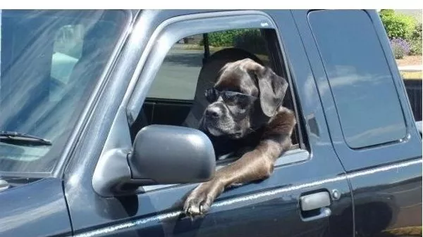 This is Mr. Bub. Be like him: cool, calm and patient A picture of a dog wearing shades riding a pick-up truck
