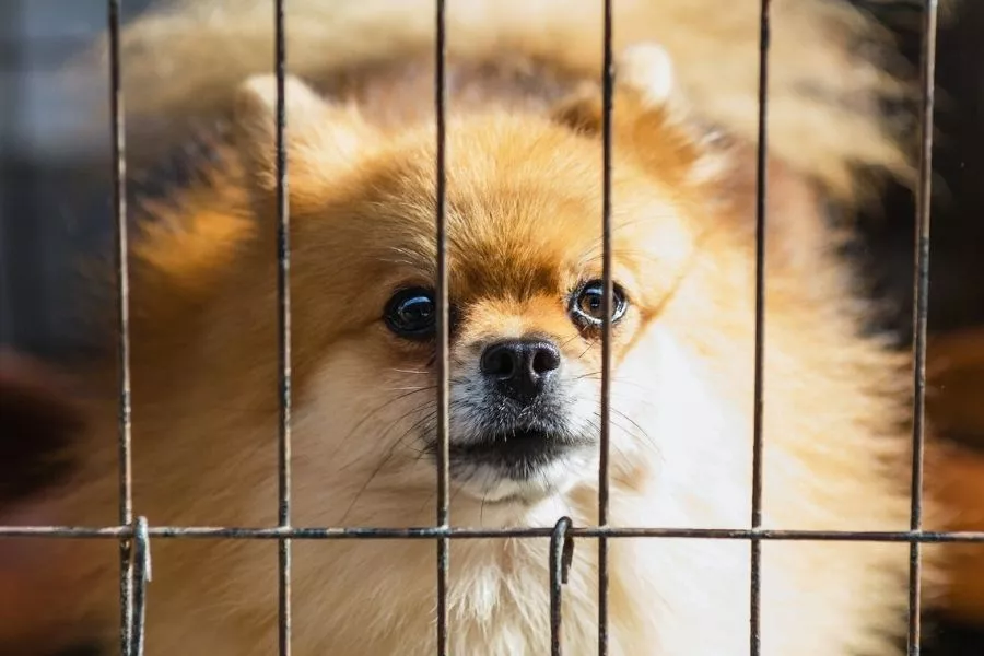 Dog in cage