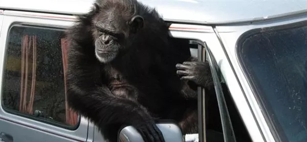 In America, you cannot drive with a gorilla in the backseat of your car Gorilla in car