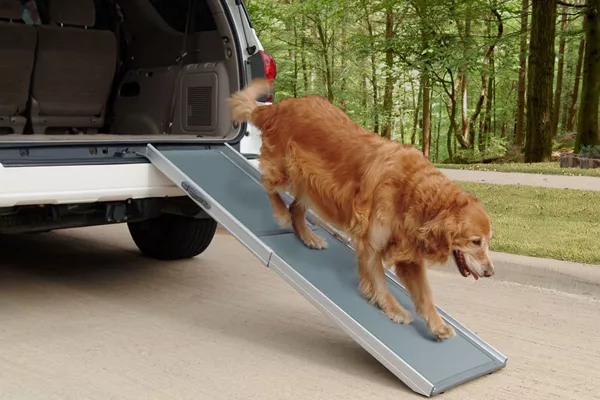 A dog climbing from a car