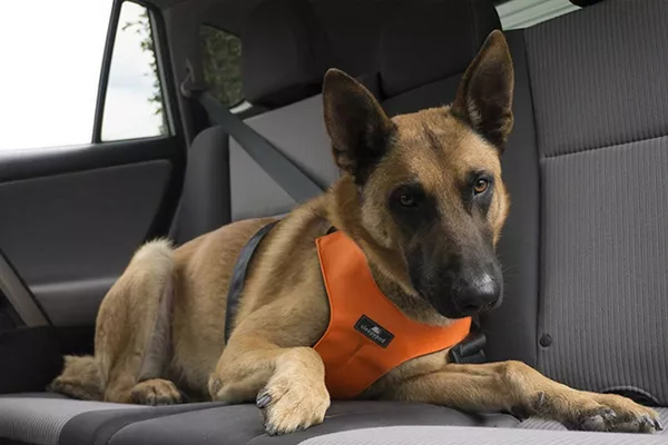 Doggie's own seat belt