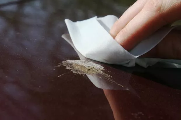 Putting a moist towel over the bird poop