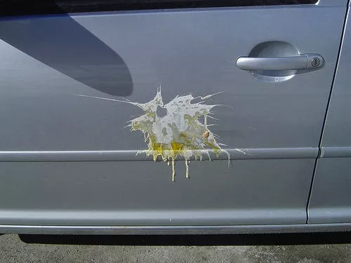 Egg is a dangerous perpetrator of the car surface. Egg on the car surface.