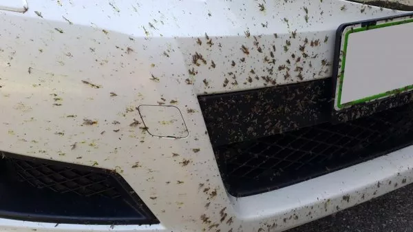 Insects on the front bumper