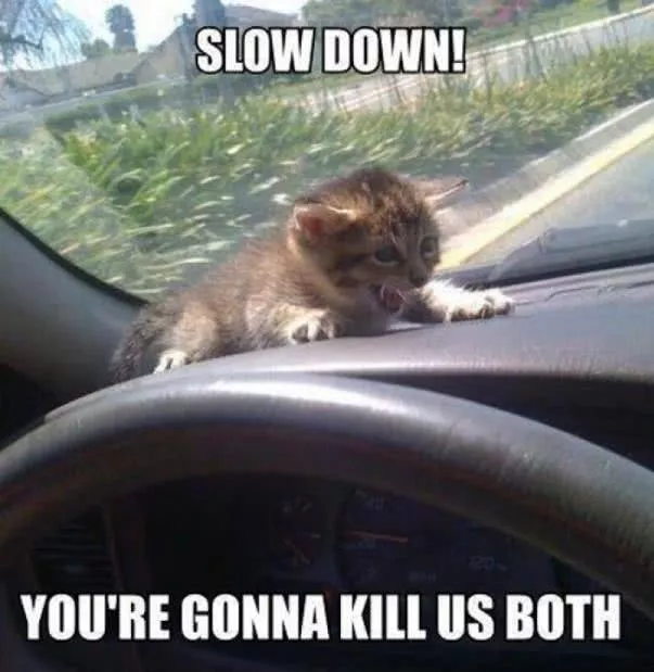 A scared kitten in a car 