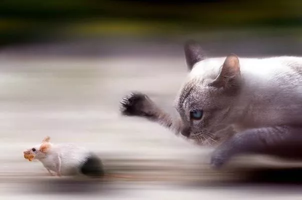 A cat is rushing a mouse